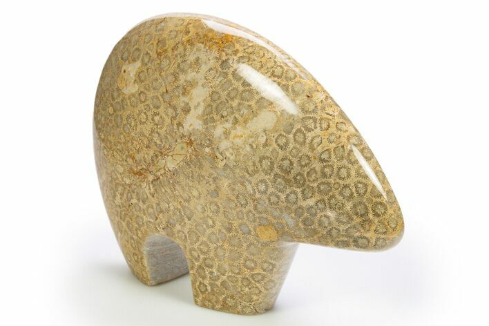 Polished Miocene Fossil Coral Bear - Philippines #311506